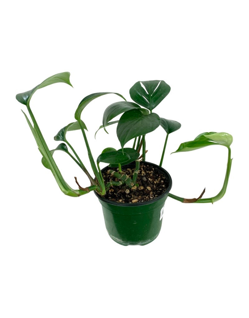 Rhaphidophora decursiva