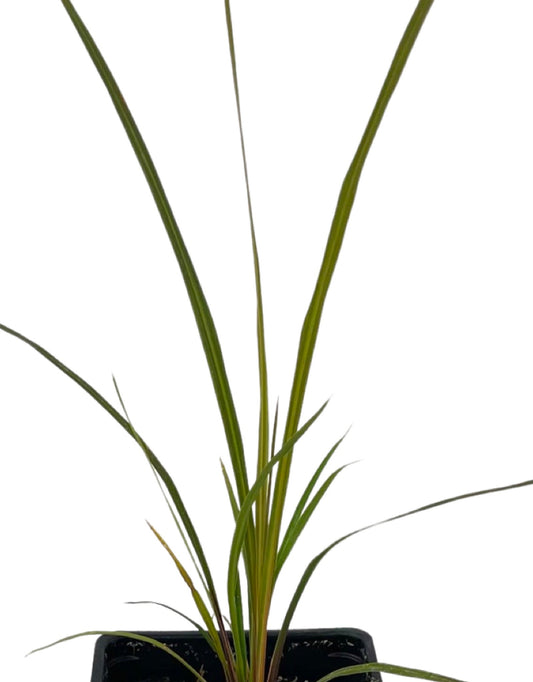 Cordyline australis 'Spikes'