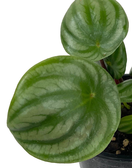 Peperomia argyreia