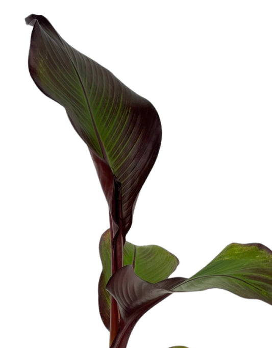 Ensete ventricosum 'Maurelii' - The Garden Corner
