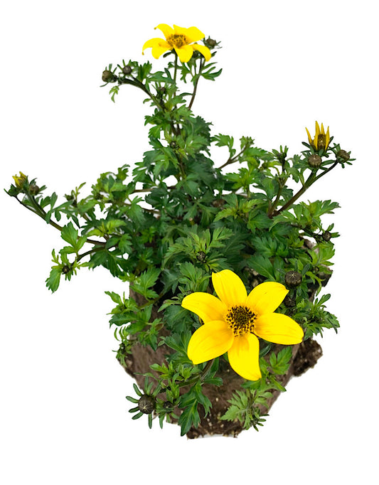 Bidens 'Beedance Yellow'