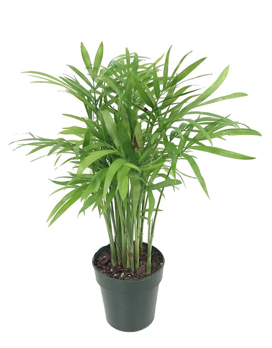 Chamaedorea elegans