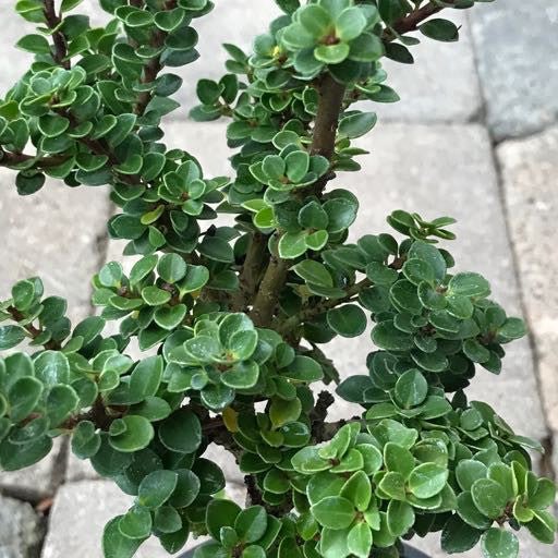 Ilex crenata 'Dwarf Pagoda' - The Garden Corner