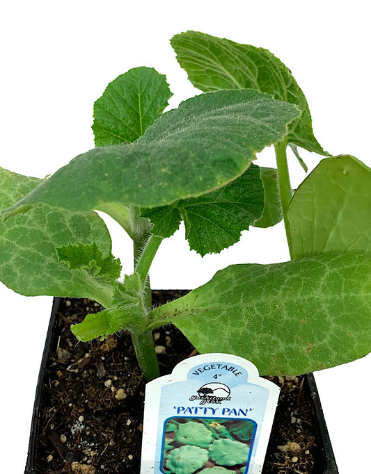 Squash 'Patty Pan'  4 inch