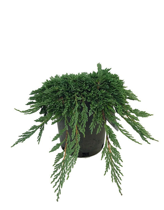 Juniperus h. 'Pancake' 1 Gallon - The Garden Corner