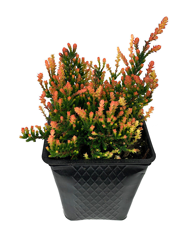 Calluna vulgaris 'Spring Torch'