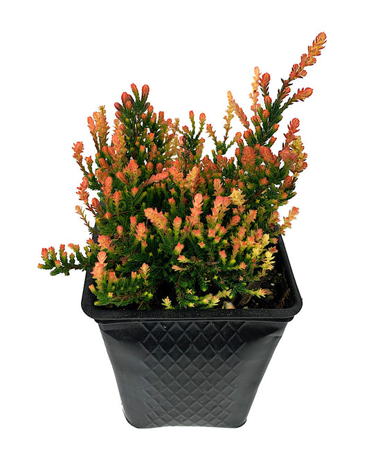 Calluna vulgaris 'Spring Torch'