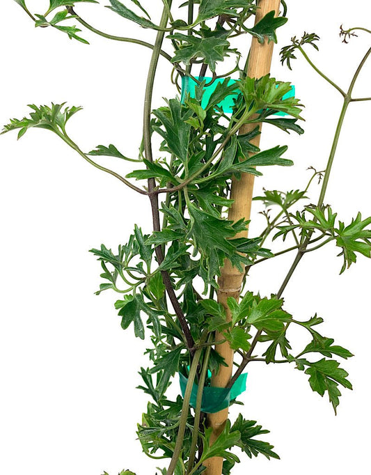 Clematis x cartmanii 'Early Sensation' - The Garden Corner