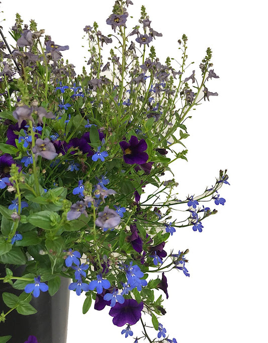 Rebel Basket Combination 2 - Annuals