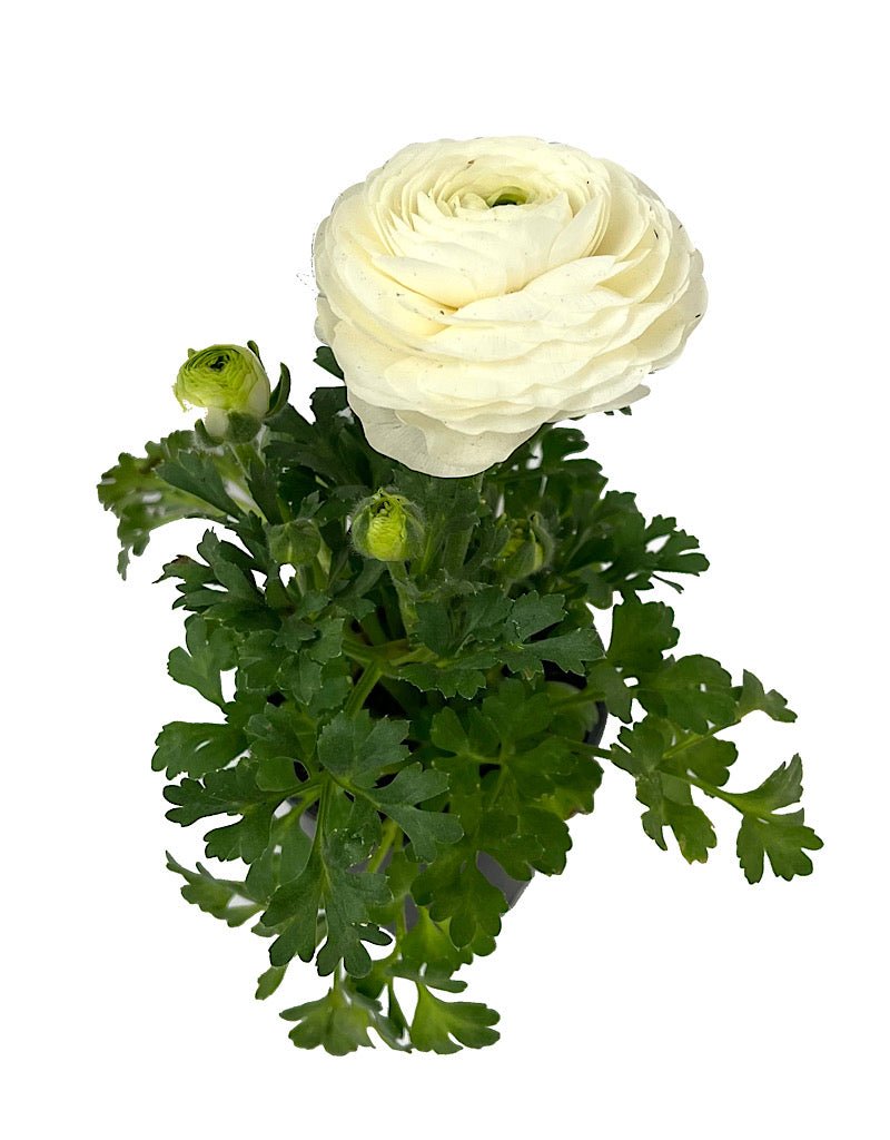 Ranunculus 'Sprinkles' Mix - Seasonal Plant