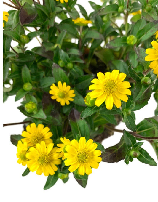 Sanvitalia 'Sunvy Super Gold' 4 Inch - The Garden Corner