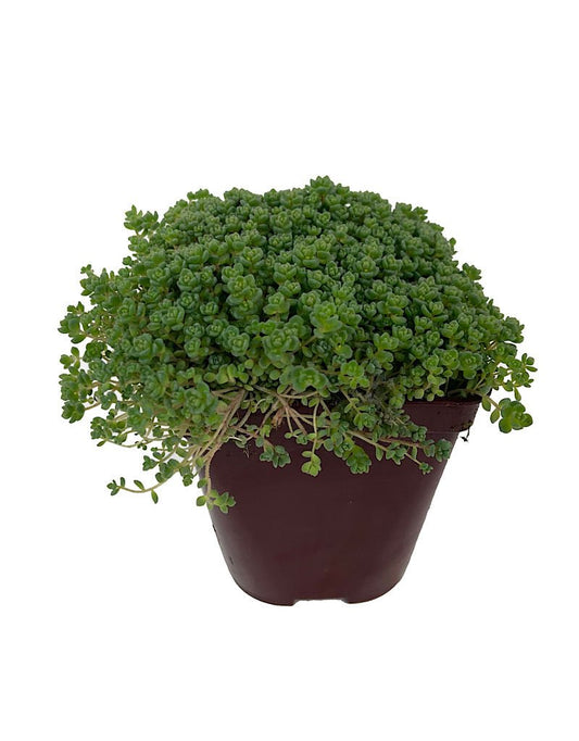 Sedum anglicum 'Love's Triangle' 4 Inch - The Garden Corner