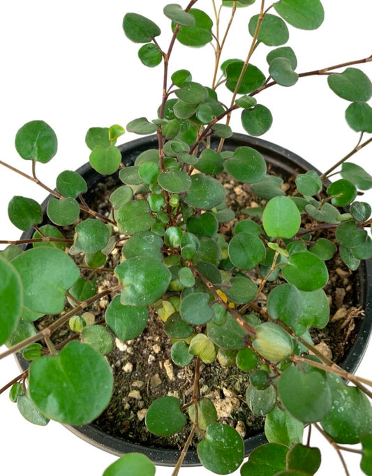Muehlenbeckia complexa 'Big Leaf'