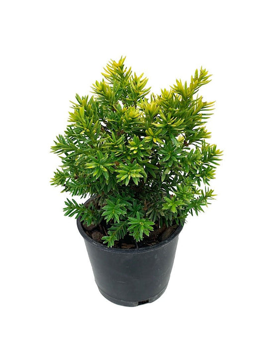 Taxus cuspidata 'Nana Aurescens' 4 Inch - The Garden Corner