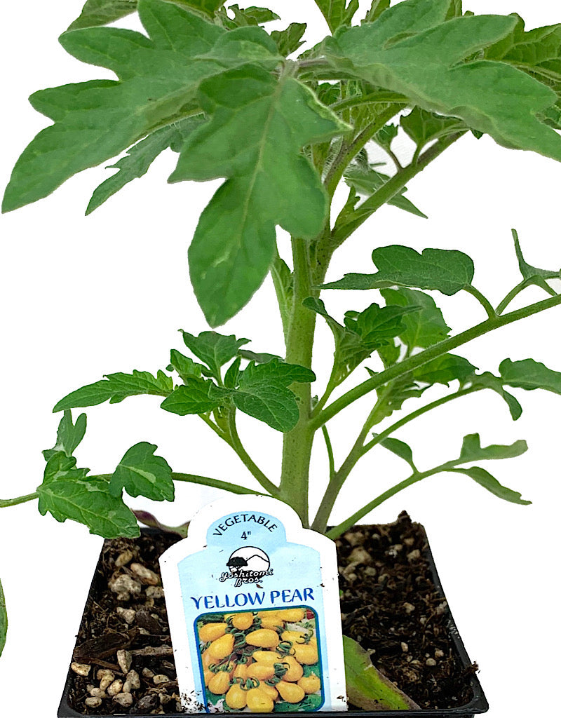 Tomato 'Yellow Pear'