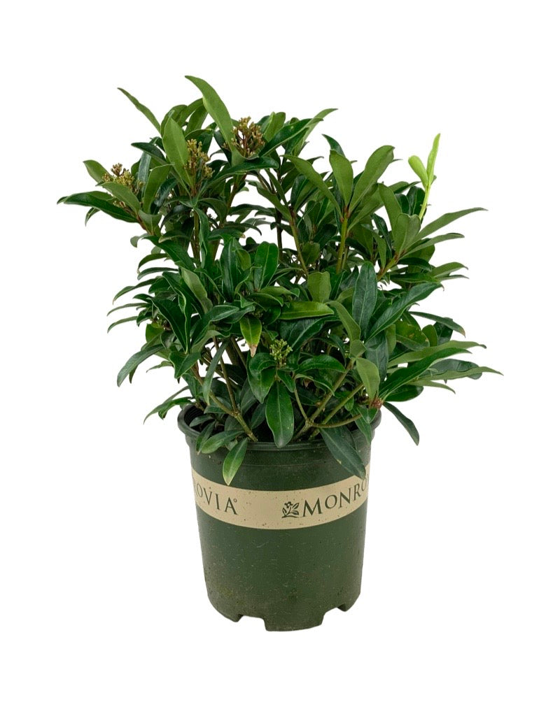 Skimmia japonica Male