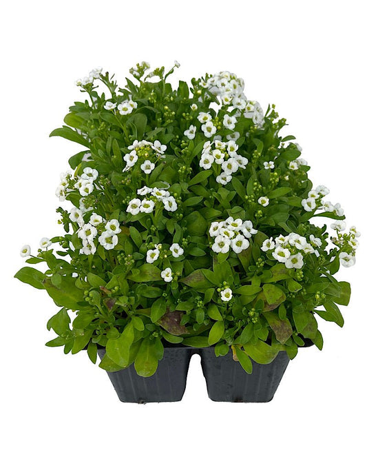 Alyssum 'Snow Crystals' - The Garden Corner