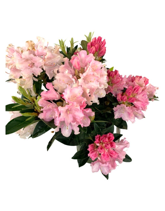 Rhododendron x 'Dreamland'