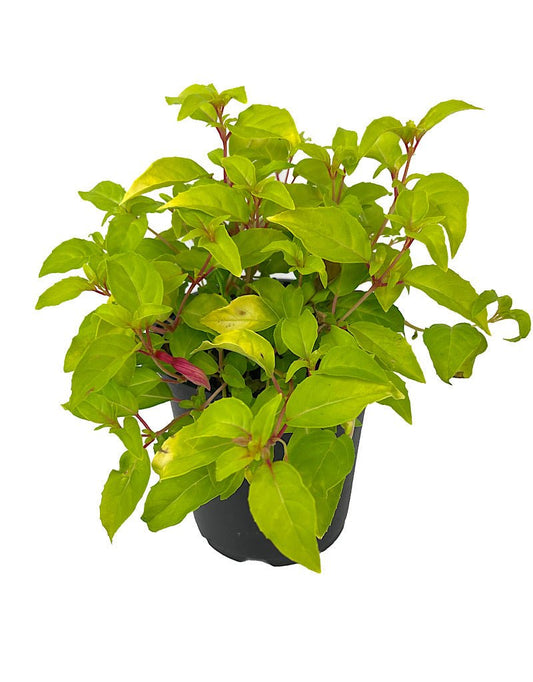 Fuchsia 'Genii' - The Garden Corner