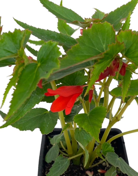 Begonia 'Mistral Orange'
