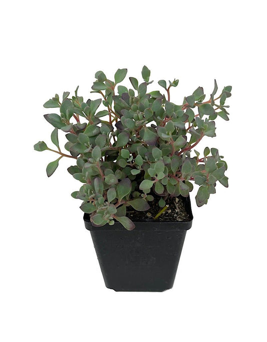 Sedum 'Lidakense' 4 Inch - The Garden Corner