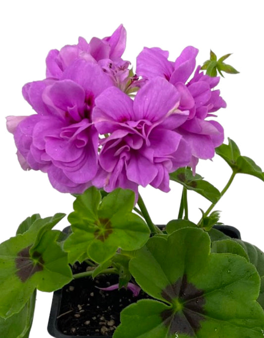 Ivy Geranium 'Great Balls of Fire Lavender'