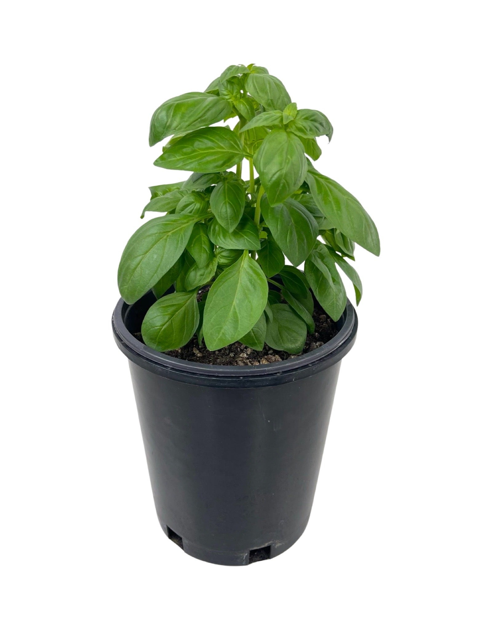 Basil 'Everleaf Emerald Towers' - Herbs and Vegetables