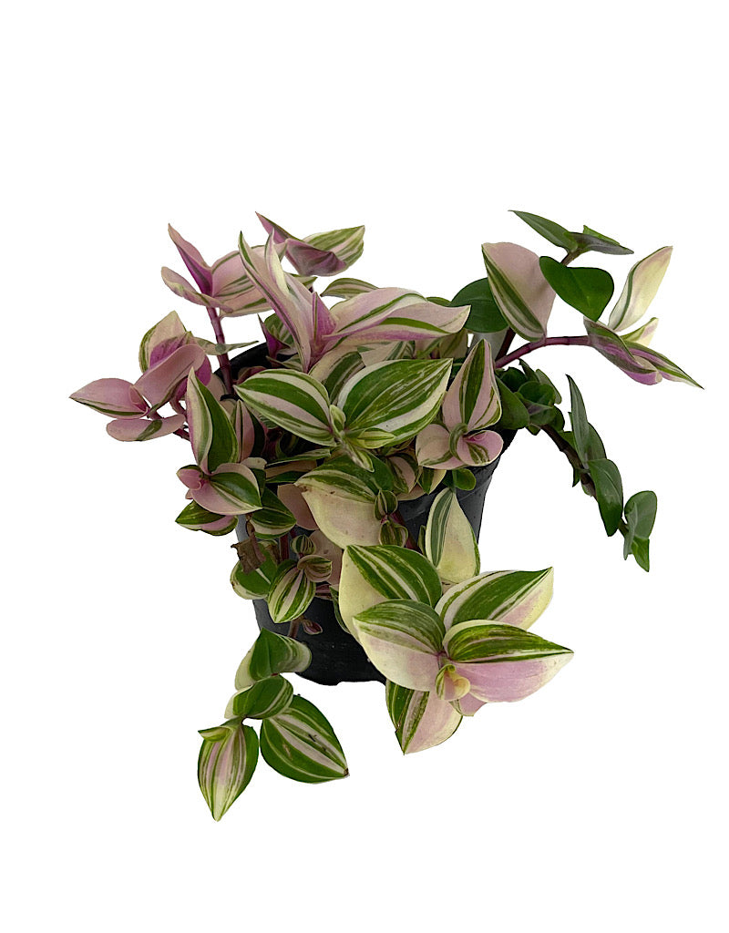 Tradescantia tricolor 'Pink Princess'