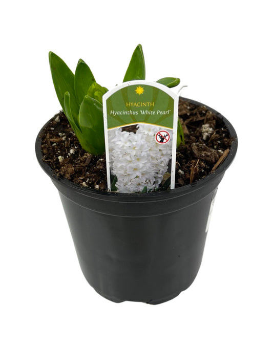Hyacinth 'White Pearl' 4 Inch