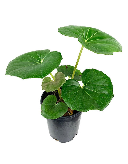 Farfugium japonicum €˜Gigantea' 1 Gallon - The Garden Corner