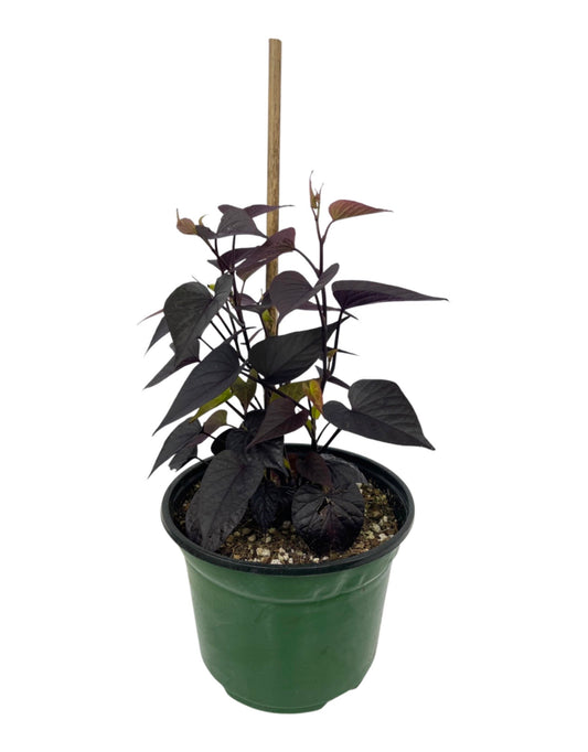 Ipomoea 'Solar Tower Black 6 Inch - The Garden Corner