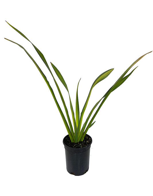Phormium 'Yellow Wave' 1 Gallon