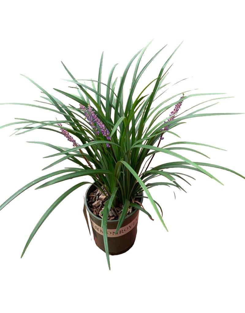 Liriope muscari 'Emerald Goddess' 1 Gallon