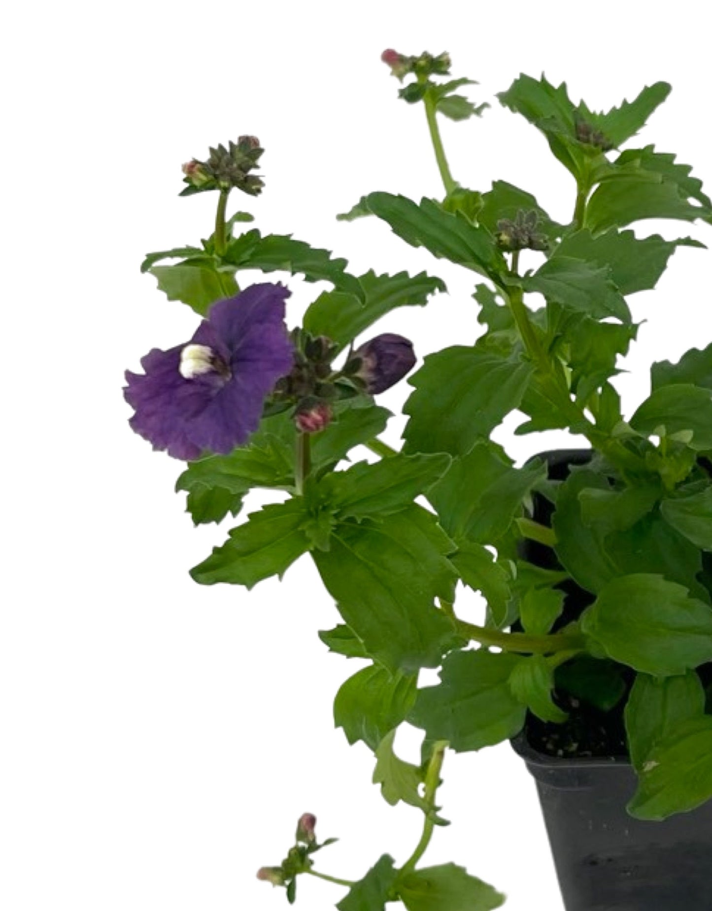 Nemesia nesia 'Denim'