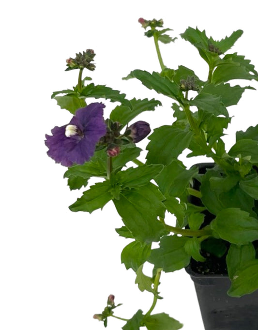 Nemesia nesia 'Denim'