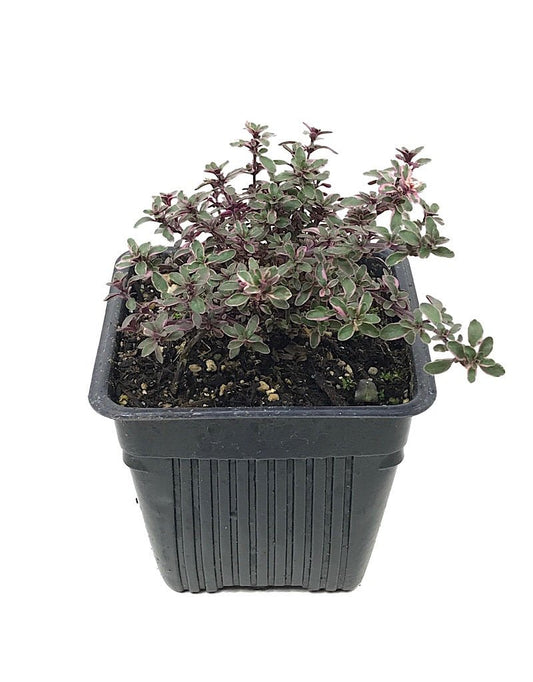 Thymus v. 'Silver' 4 inch - The Garden Corner