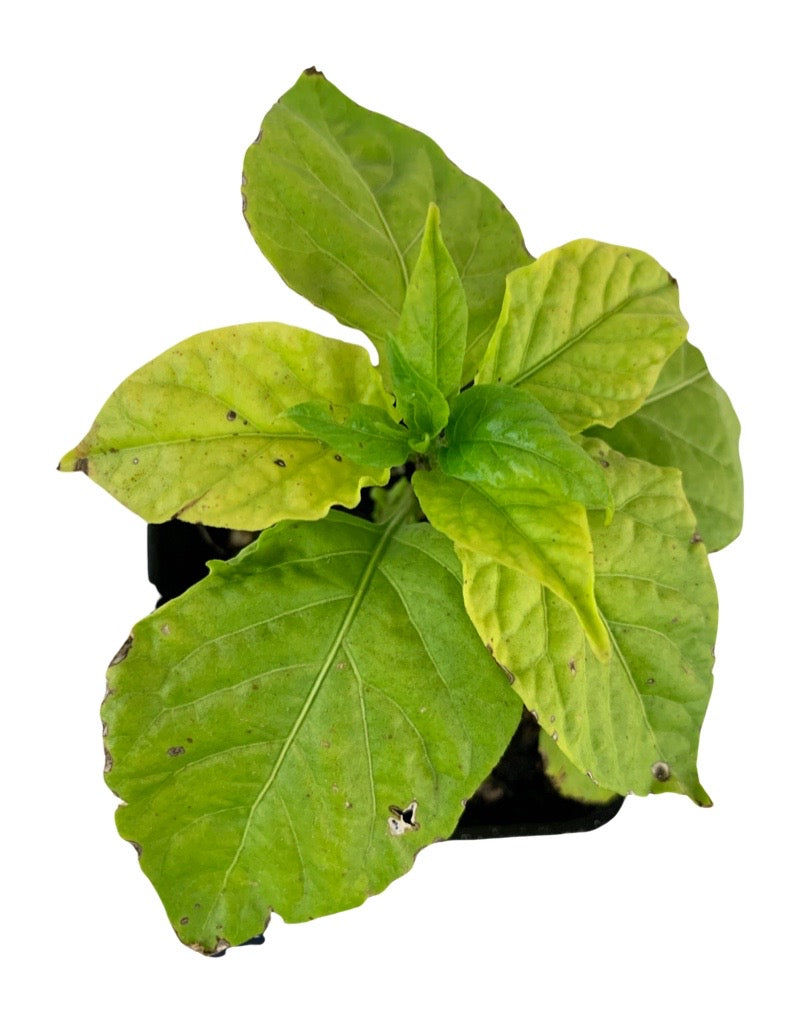 Pepper 'Trinidad Scorpion'  4 inch