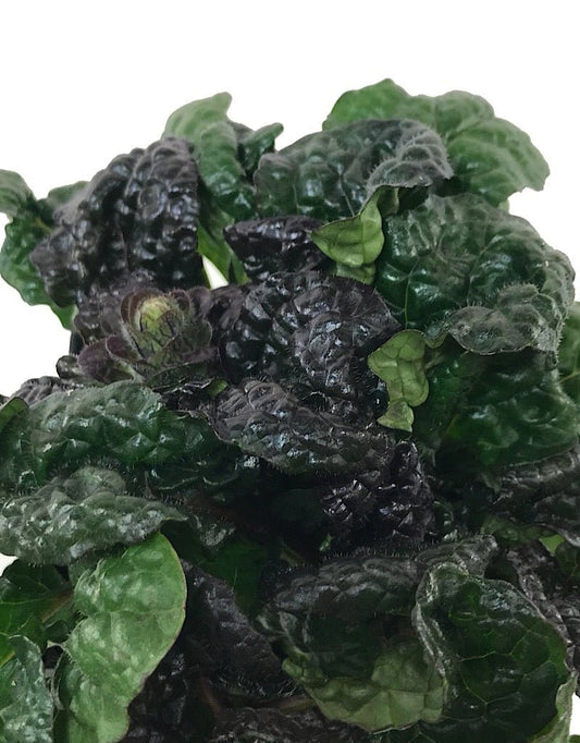 Ajuga reptans 'Metallica Crispa' 4 Inch - The Garden Corner