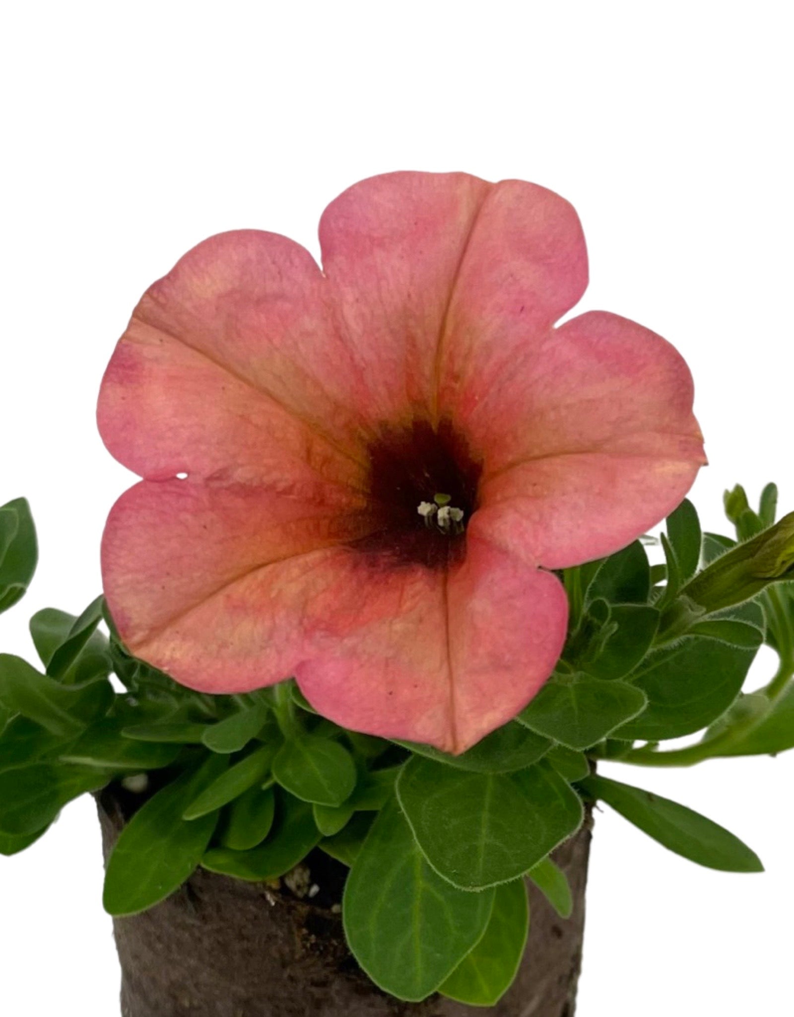 Petunia 'Sanguna Mango Punch' 4 Inch - Annuals