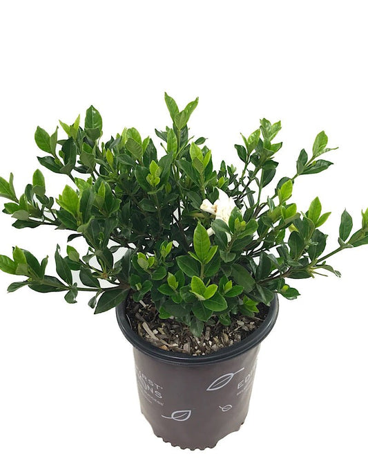Gardenia jasminoides 'Double Mint' 2 gal - The Garden Corner