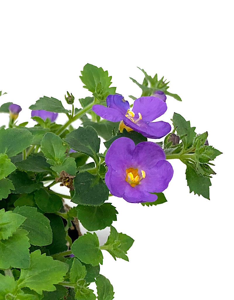 Bacopa 'Snowstorm Blue Bubbles'