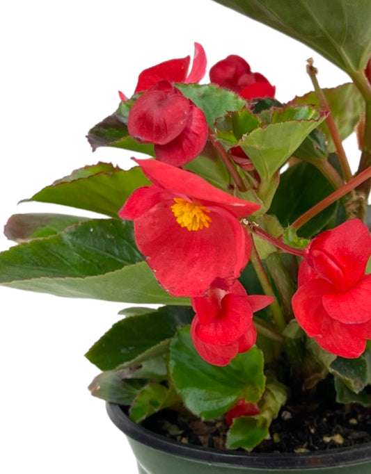 Begonia 'Surefire Red' 6 Inch