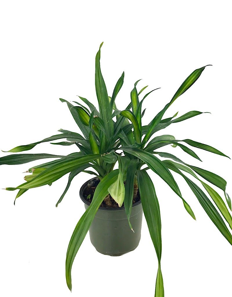 Dracaena 'Rikki' - House Plants