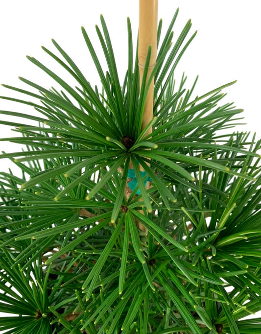 Sciadopitys verticillata 'Winter Green'
