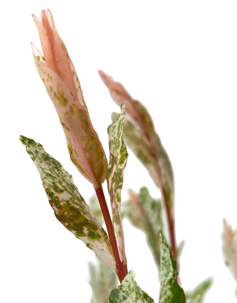 Salix integra 'Hakuro Nishiki' 1 Gallon