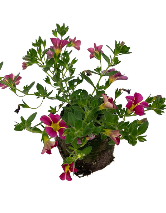 Calibrachoa 'Cherry Star'