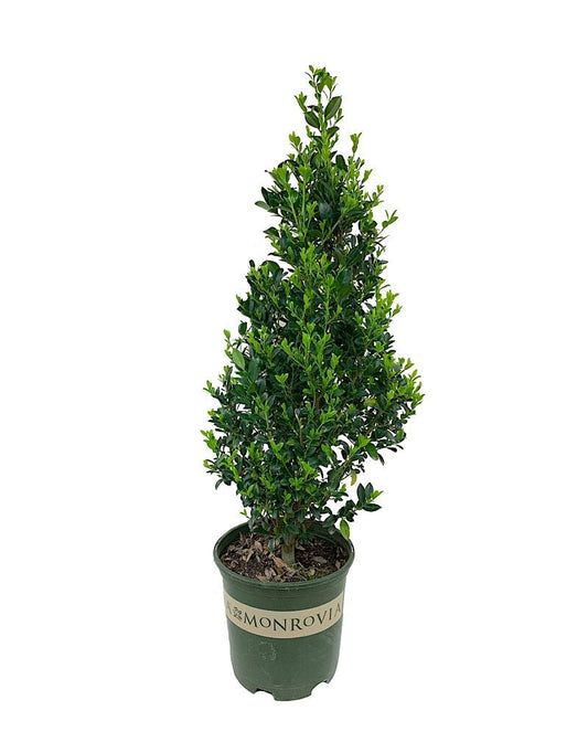 Ilex x 'RutHol1' 2 gal - The Garden Corner