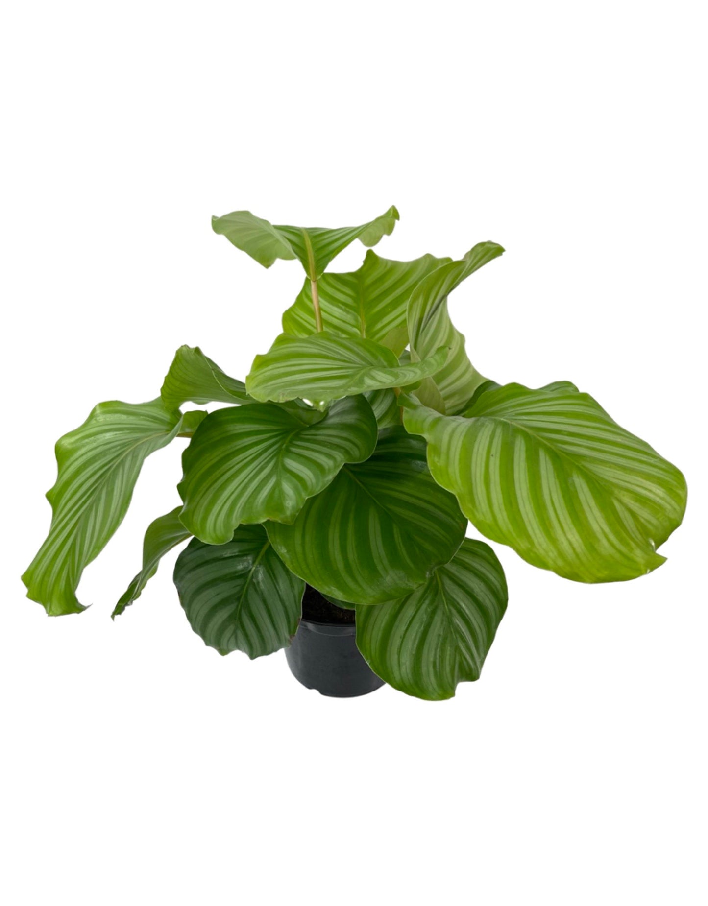 Calathea orbifolia