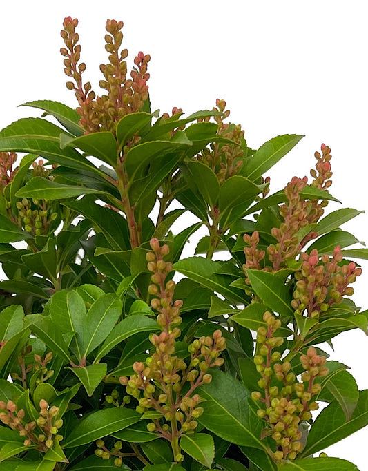 Pieris japonica 'Tiki' 1 Gallon