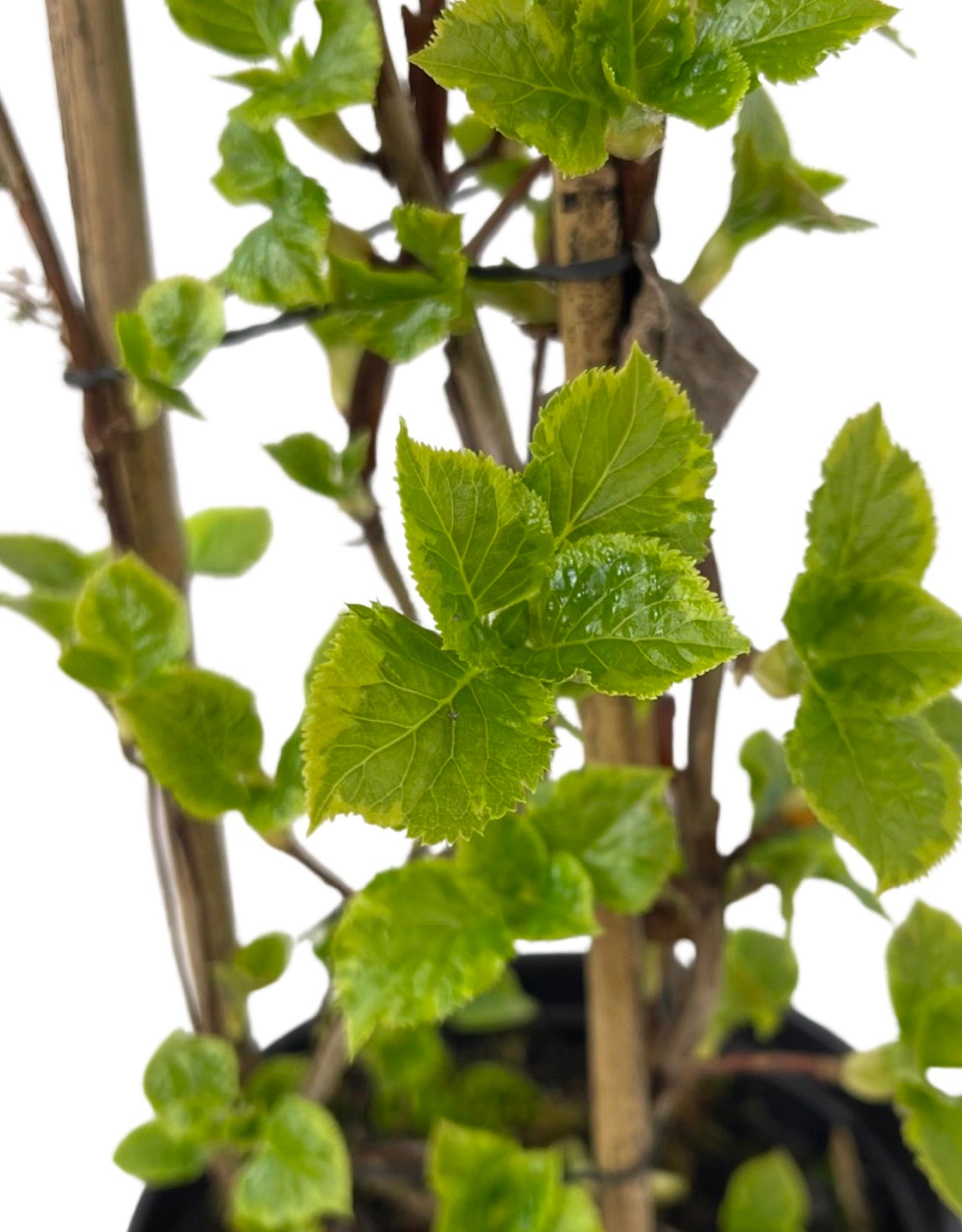 Hydrangea anomala petiolaris 'Miranda' Staked